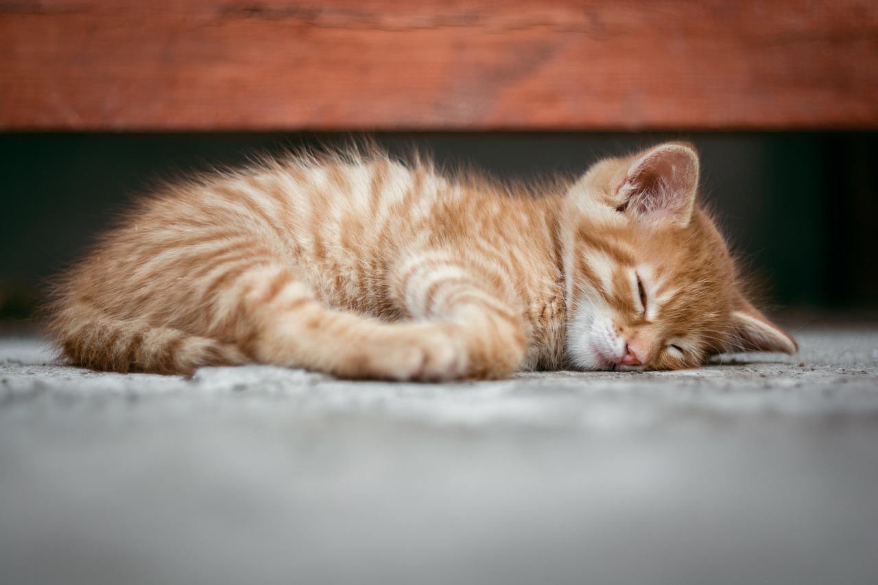 5. 良質な睡眠と呼吸法の関係